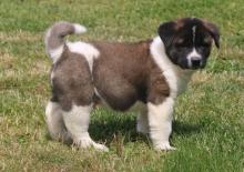 Puppies for sale akita - France, Versailles