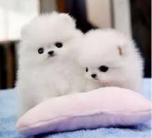 Puppies for sale pomeranian spitz - France, Saint-Etienne