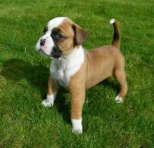 Puppies for sale , boxer - Lithuania, Ukmerge