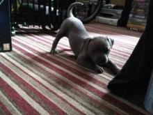 Puppies for sale staffordshire bull terrier - United Kingdom, Cardiff. Price 10 €