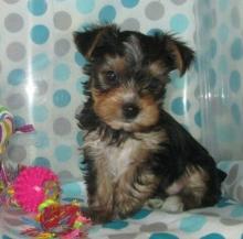 Puppies for sale yorkshire terrier - Finland, Helsinki. Price 12 €