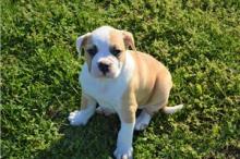 Puppies for sale american bulldog - United Kingdom, Maine