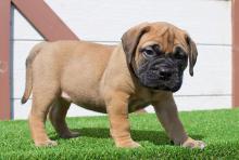 Puppies for sale bullmastiff - Denmark, Kopenagen