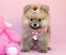 Puppies for sale pomeranian spitz - Denmark, Kopenagen