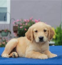 Puppies for sale , golden retriever puppies - Czech Republic, Luhacovice