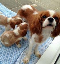 Puppies for sale king charles spaniel - Portugal, Mirandela