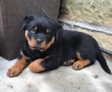 Puppies for sale , rottweiler - Belarus, Minsk