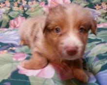 Puppies for sale australian shepherd - Netherlands, Amsterdam