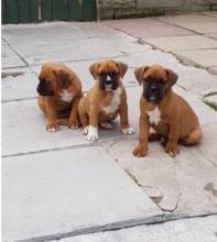 Puppies for sale boxer - Denmark, Kopenagen