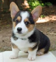 Puppies for sale , pembroke welsh corgi  - United Kingdom, Nottingham