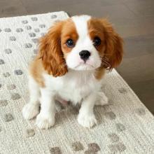 Puppies for sale king charles spaniel - Netherlands, Amsterdam. Price 10 €