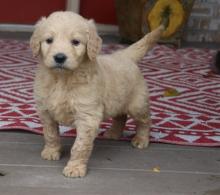 Puppies for sale , goldendoodle - United Kingdom, Darlington