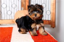 Puppies for sale yorkshire terrier - Denmark, Kopenagen