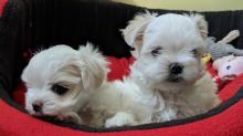 Puppies for sale maltese - Ukraine, Sevastopol