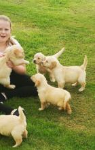 Puppies for sale golden retriever - United Kingdom, Leeds