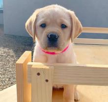 Puppies for sale , labrador - Ireland, Cork