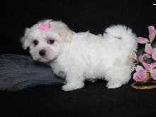 Puppies for sale bichon - United Kingdom, Chester. Price 10 €