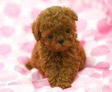 Puppies for sale toy-poodle - Latvia, Riga