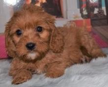 Puppies for sale other breed, cavapoo - Cyprus, Nicosia