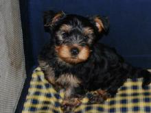 Puppies for sale yorkshire terrier - Poland, Warsaw. Price 150 €