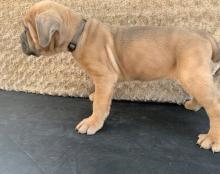 Puppies for sale , cane corso - Ireland, Dublin