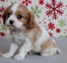 Puppies for sale king charles spaniel - USA, Colorado