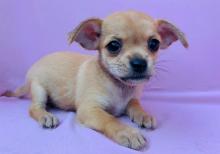 Puppies for sale chihuahua - Ireland, Cork. Price 180 €