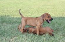 Puppies for sale rhodesian ridgeback - United Kingdom, London. Price 10 €