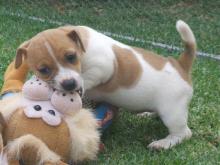 Puppies for sale jack russell terrier - Italy, Rome