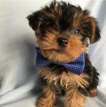 Puppies for sale yorkshire terrier - Austria, Graz