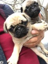 Puppies for sale shar pei - Romania, Constanta