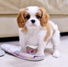 Puppies for sale , cavalier king charles - Russia, November's