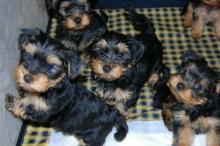 Puppies for sale yorkshire terrier - Netherlands, Rotterdam. Price 10 €