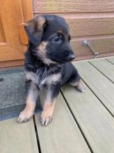 Puppies for sale german shepherd dog - Sweden, Norcheping