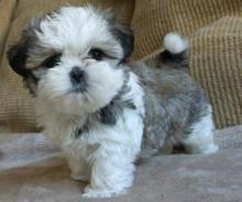 Puppies for sale shih tzu - Ireland, Dublin