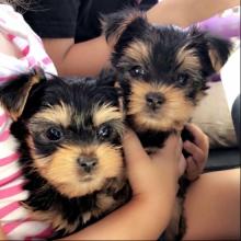 Puppies for sale yorkshire terrier - Greece, Athens