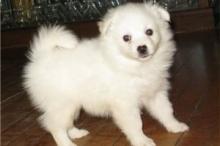 Puppies for sale eskimo dog, american eskimo dog - Armenia, Armenia