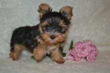 Puppies for sale yorkshire terrier - Canada, Ontario, St. Catharines–Niagara