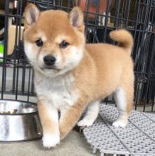 Puppies for sale other breed, shiba inu - Spain, Navarra