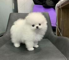 Puppies for sale pomeranian spitz - United Kingdom, Darlington. Price 10 €