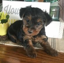 Puppies for sale yorkshire terrier - Cyprus, Protaras