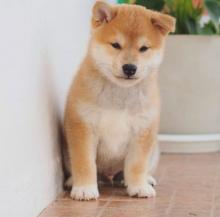 Puppies for sale , shiba inu - Belarus, Brest