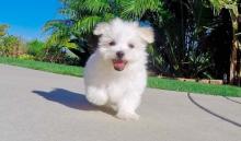 Puppies for sale , maltese puppies - Belarus, Grodno