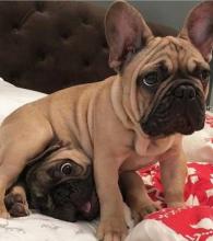 Puppies for sale french bulldog - Italy, Genoa