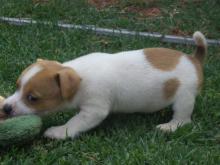 Puppies for sale jack russell terrier - Italy, Milan