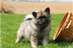 Puppies for sale , keeshond puppies - Georgia, Kutaisi