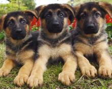 Puppies for sale german shepherd dog - Czech Republic, Luhacovice