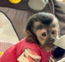 Puppies for sale other breed, capuchin monkeys - United Kingdom, Liverpool