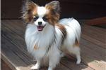 Puppies for sale papillon and phalene, papillon - United Kingdom, Aberdeen