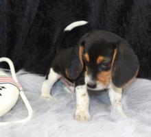 Puppies for sale beagle - Portugal, Lisbon